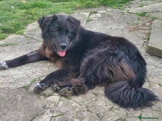 Mixed Breed dogs in Maidstone - Advert 1