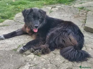 Mixed Breed dogs Meet Bryony, currently residing in Kent in Maidstone - Advert 17