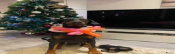 Dobermann dogs for sale: KC registered exclusive Dobermann puppies  in Wickford - Advert 18