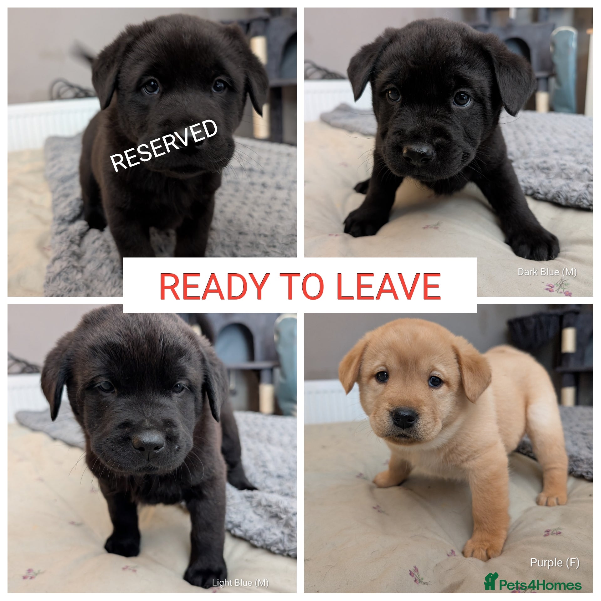 Mixed Breed dogs ✨ Chipped & ready to leave ✨ - Lab x Chow Chow - Advert 1