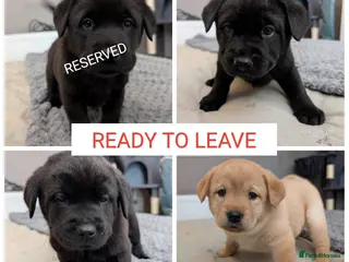 Mixed Breed dogs ✨ Chipped & ready to leave ✨ - Lab x Chow Chow - Advert 1