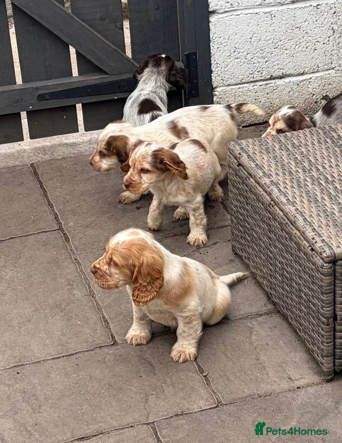 Sprocker dogs Sprocker pups  - Advert 2