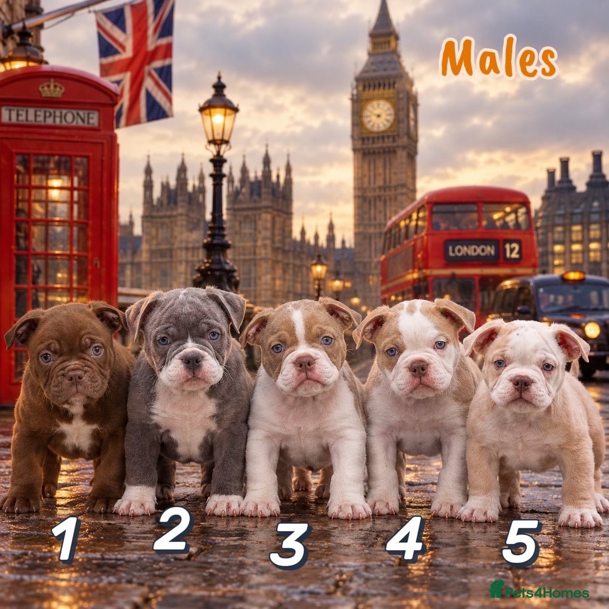 Olde English Bulldogge dogs 23 years 5⭐️LICENSED & REGISTERED, UK NO1  - Advert 6