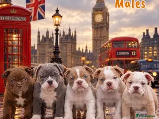 Olde English Bulldogge dogs 23 years 5⭐️LICENSED & REGISTERED, UK NO1 - Advert 9