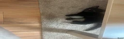 Mixed Breed cats for sale: He is a very loving kitten and is full of energy.  in Batley - Advert 9