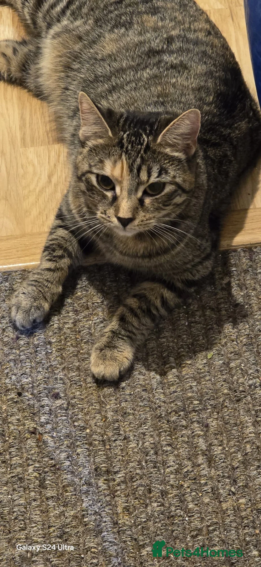 Mixed Breed cats for sale: Lovely cats looking for new homes  - Advert 10