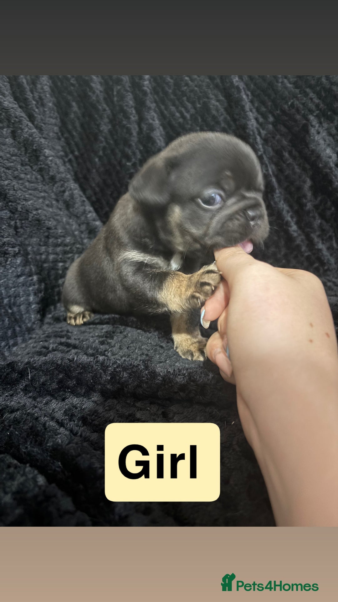 French Bulldog dogs for sale: French bulldog puppies  - Image 5