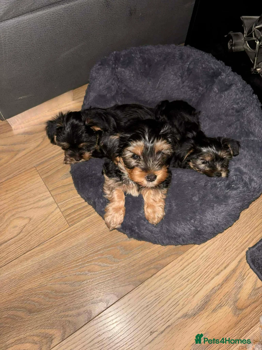 Yorkshire Terrier dogs for sale: Yorkshire Terrier Puppy - Advert 2
