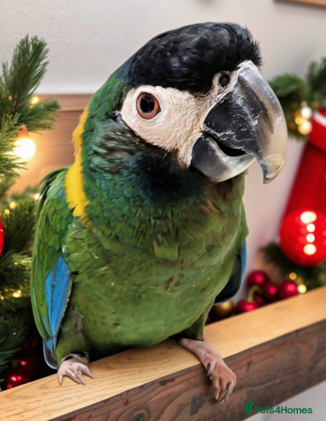 Macaws birds for sale: Golden collard Macaw Yellow collard Macaw  - Advert 15