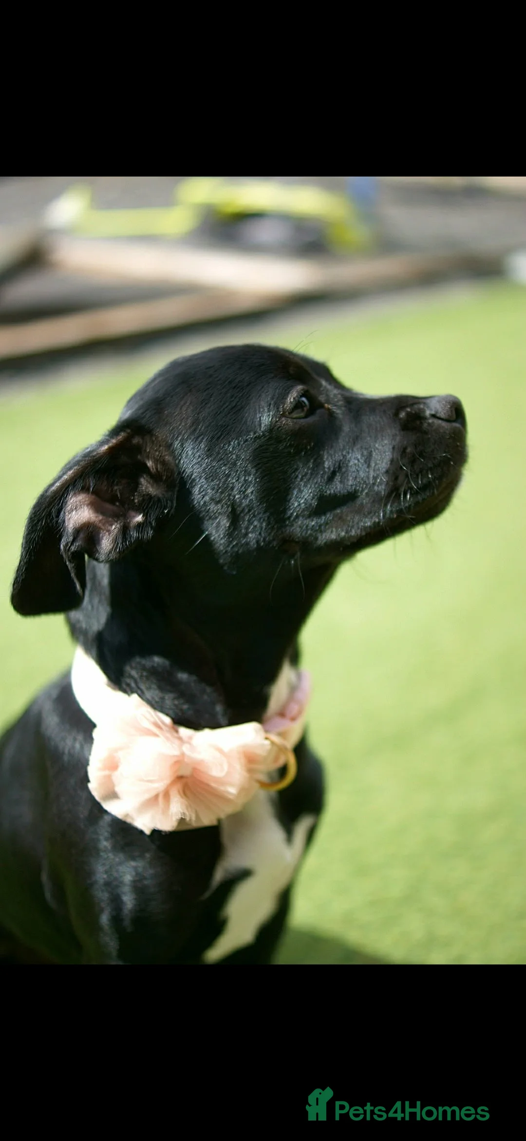 Mixed Breed dogs for sale: 6 Month old Female  - Advert 2