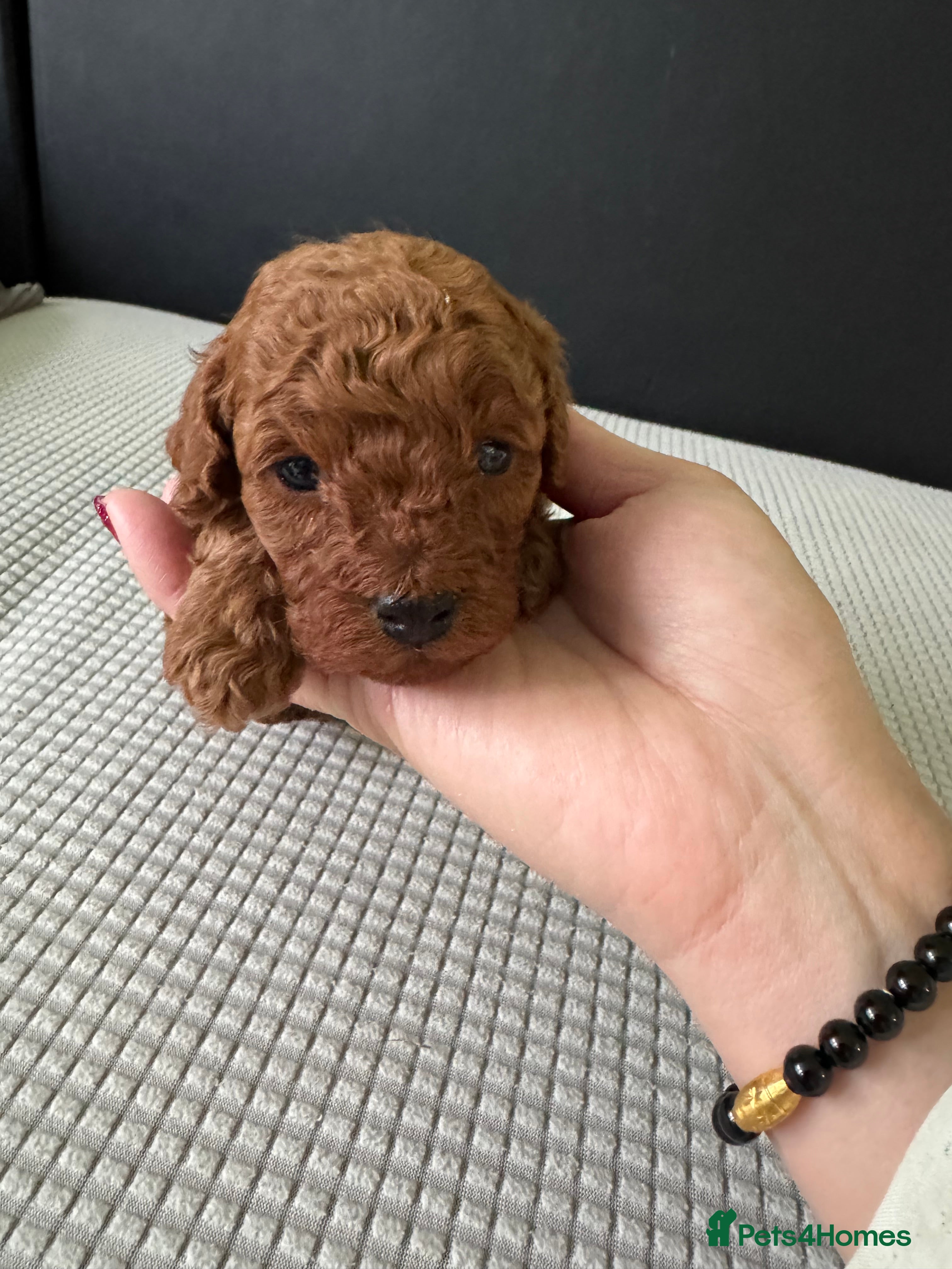 Toy Poodle dogs Tiny pure dark red toy poodles 1 girl available - Advert 6