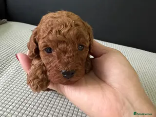Toy Poodle dogs Tiny pure dark red toy poodles 1 girl available - Advert 3