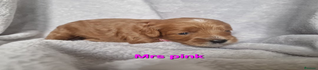 Mrs pink