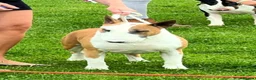 Bull Terrier dogs for stud: Stud English Bull Terrier  - Advert 19