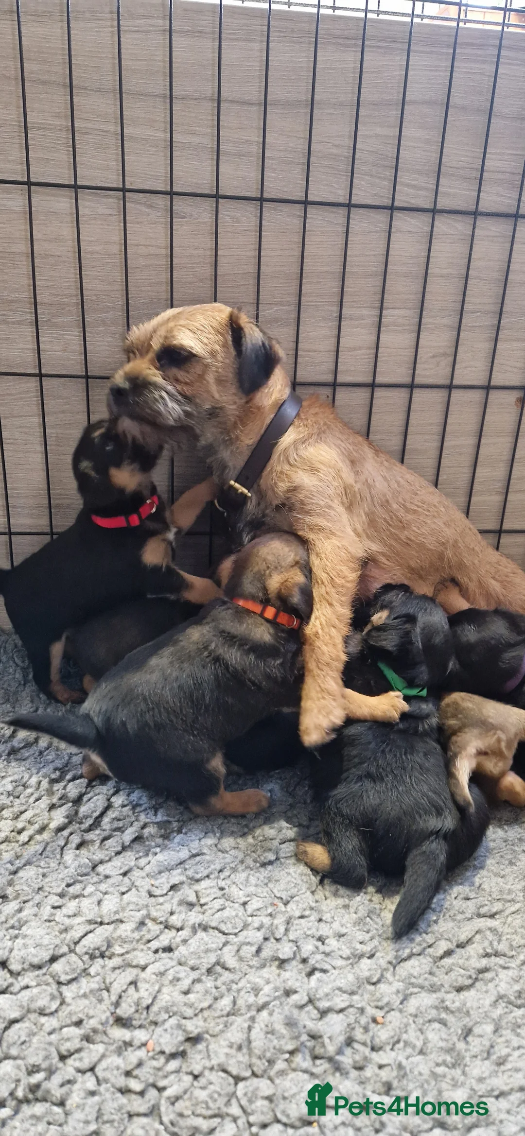 Border Terrier dogs for stud: K.c reg, Red Grizzle Border Terrier STUD ONLY in Uckfield - Advert 7