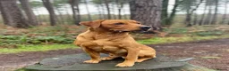 Labrador Retriever dogs for stud: Dog for stud  in Nottingham - Advert 3