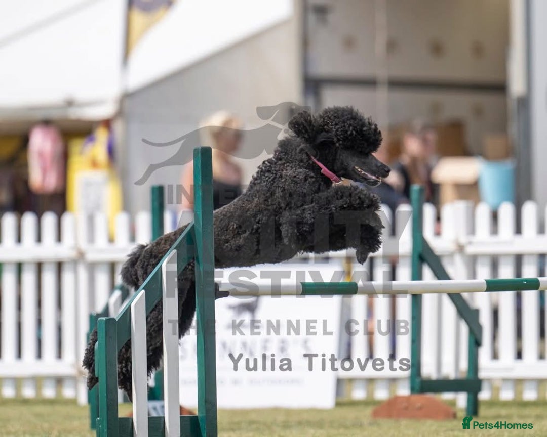 Standard Poodle dogs for sale: Black girl  - Image 4