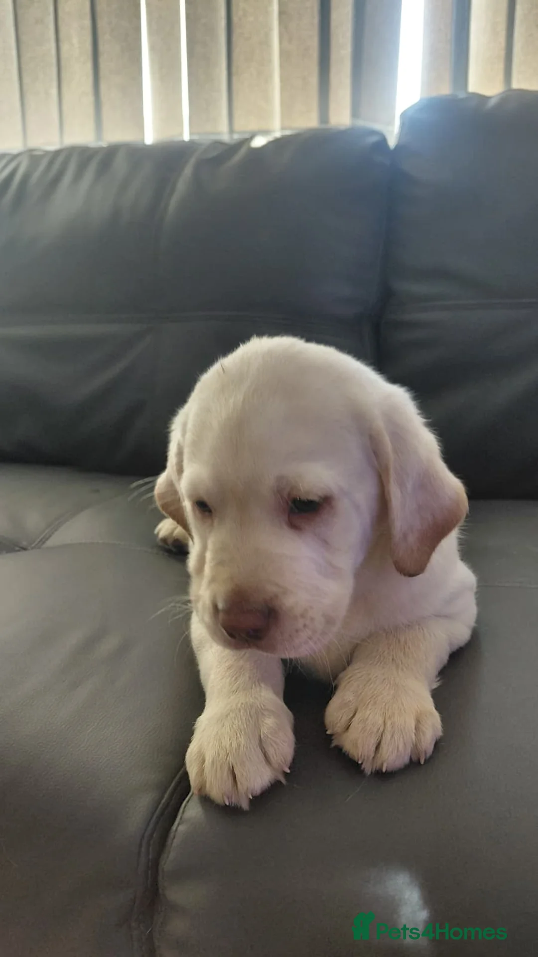 Labrador Retriever dogs for sale: Two white labradors in Newport - Advert 8
