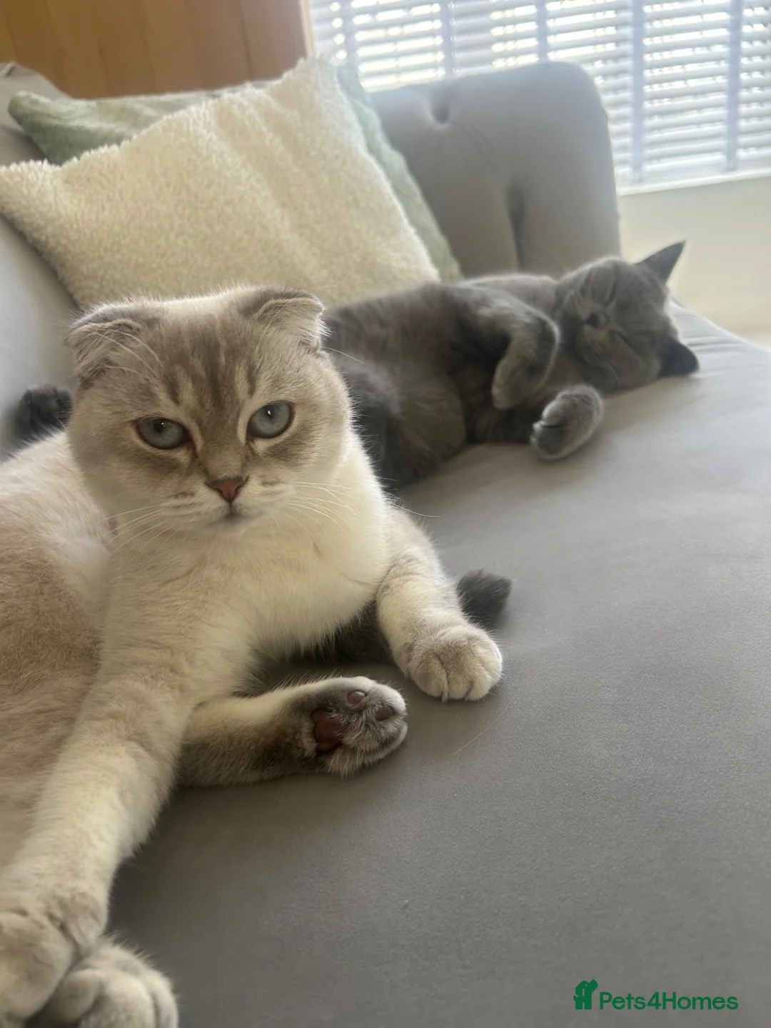 British Shorthair cats for sale: Two beautiful cats for adoption  - Advert 2