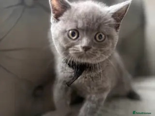 British Shorthair cats Stunning BSH kittens ready now! - Advert 1
