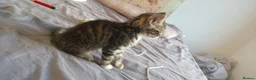 Mixed Breed cats for sale: Part maincoon part Persian kittens  in Birmingham - Advert 17