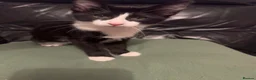 Mixed Breed cats for sale: Peterbald x Kittens in Dalkeith - Advert 8