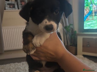 Border Collie dogs - Advert 4