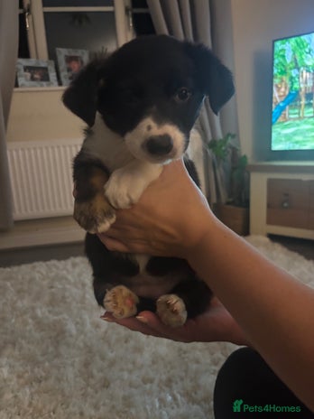 Border Collie dogs - Advert 2