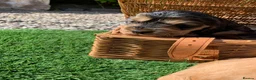 Cocker Spaniel dogs for sale: Show type cocker spaniel puppies - Advert 7