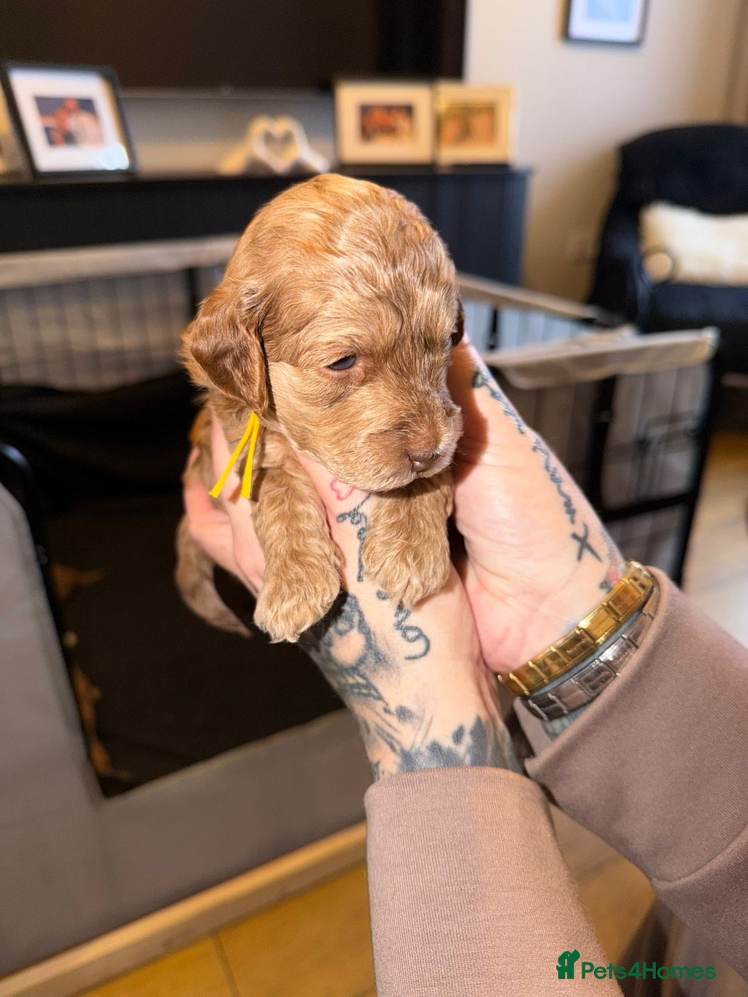 Cockapoo dogs for sale: 7 absolutely adorable cockapoo pups!  - Advert 9