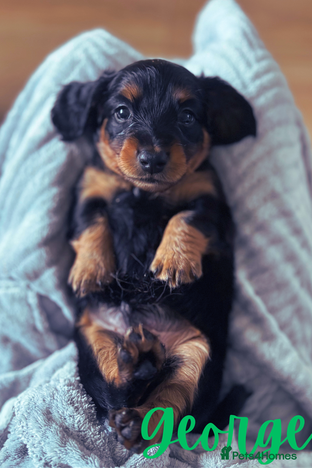 Miniature Dachshund dogs for sale: Long Haired Miniature Dachshunds - Image 12
