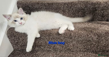 Ragdoll cats - Advert 1
