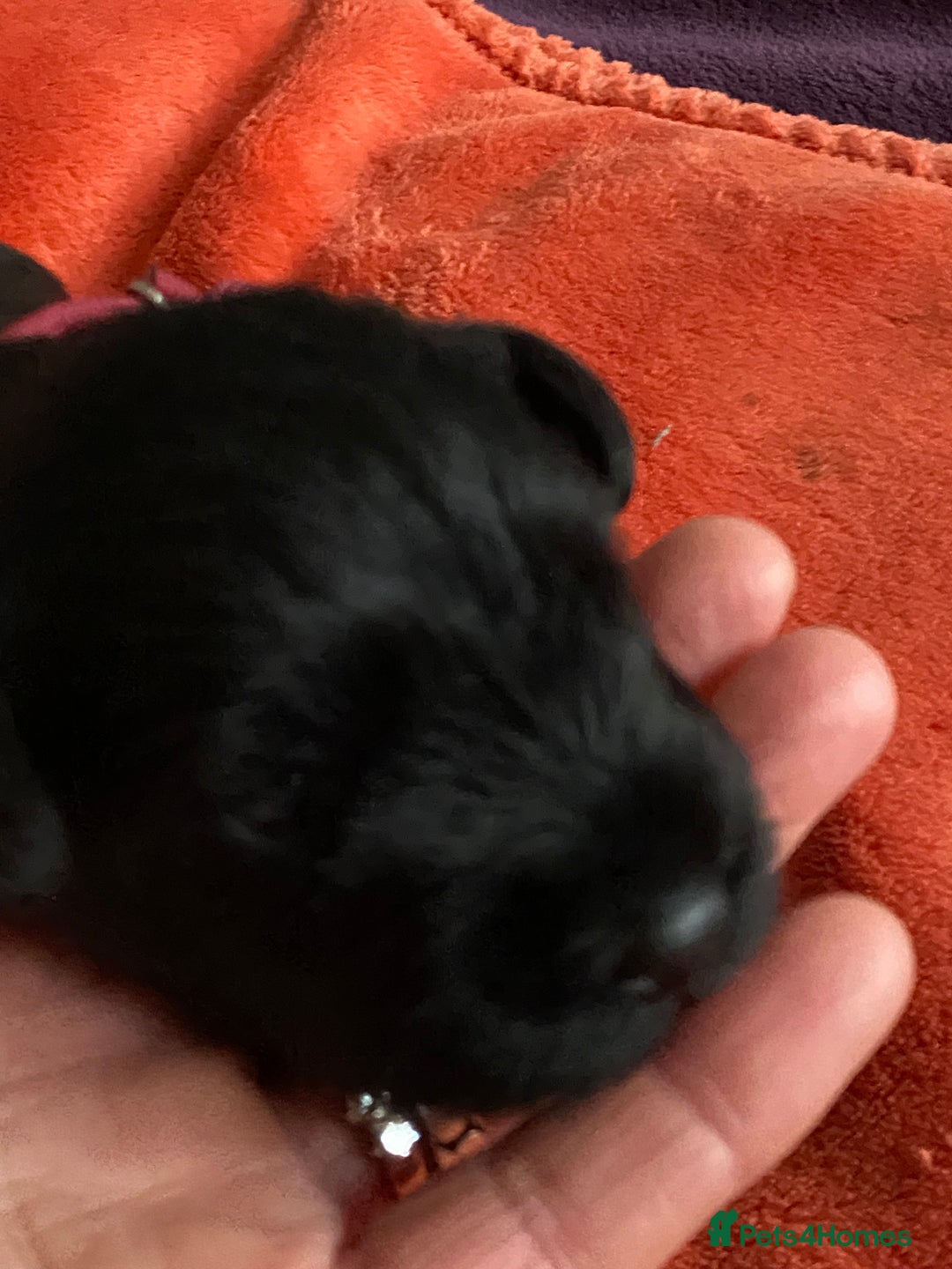 Miniature Schnauzer dogs for sale: 5*KC MINIATURE SCHNAUZER PUPPIES  - Advert 20