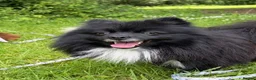 Pomeranian dogs for sale: 2 yr Pom for new home FREE TO BEST HOME - Advert 2