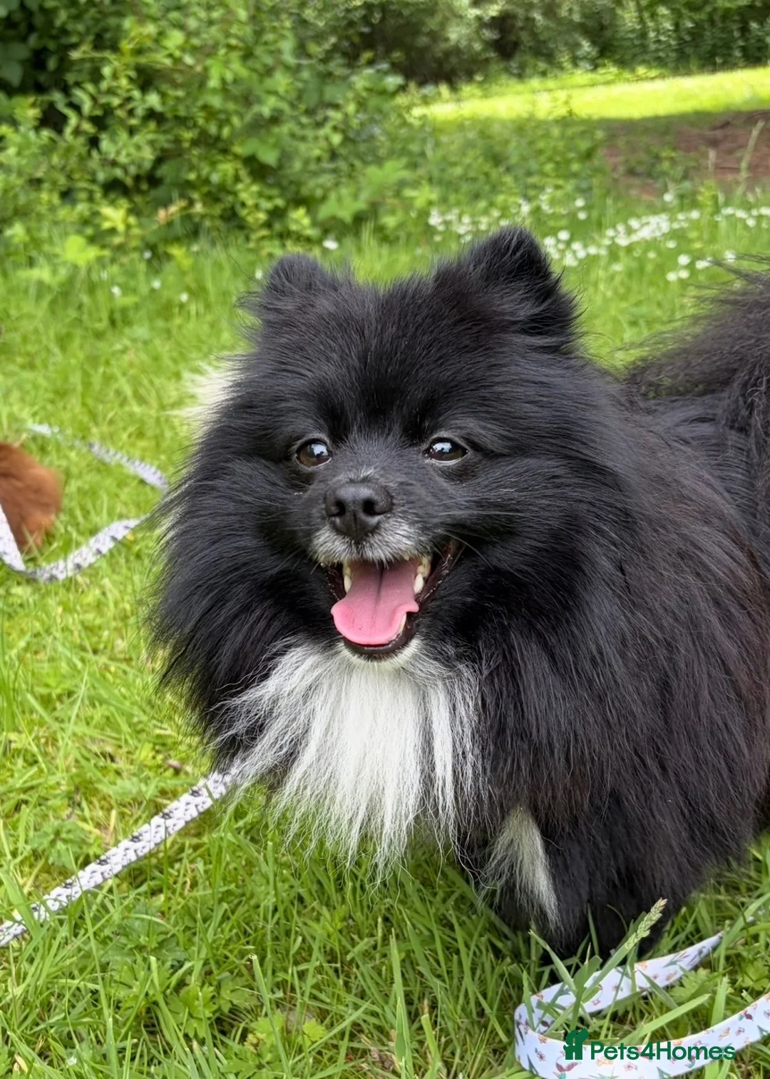 Pomeranian dogs for sale: 2 yr Pom for new home FREE TO BEST HOME - Advert 2