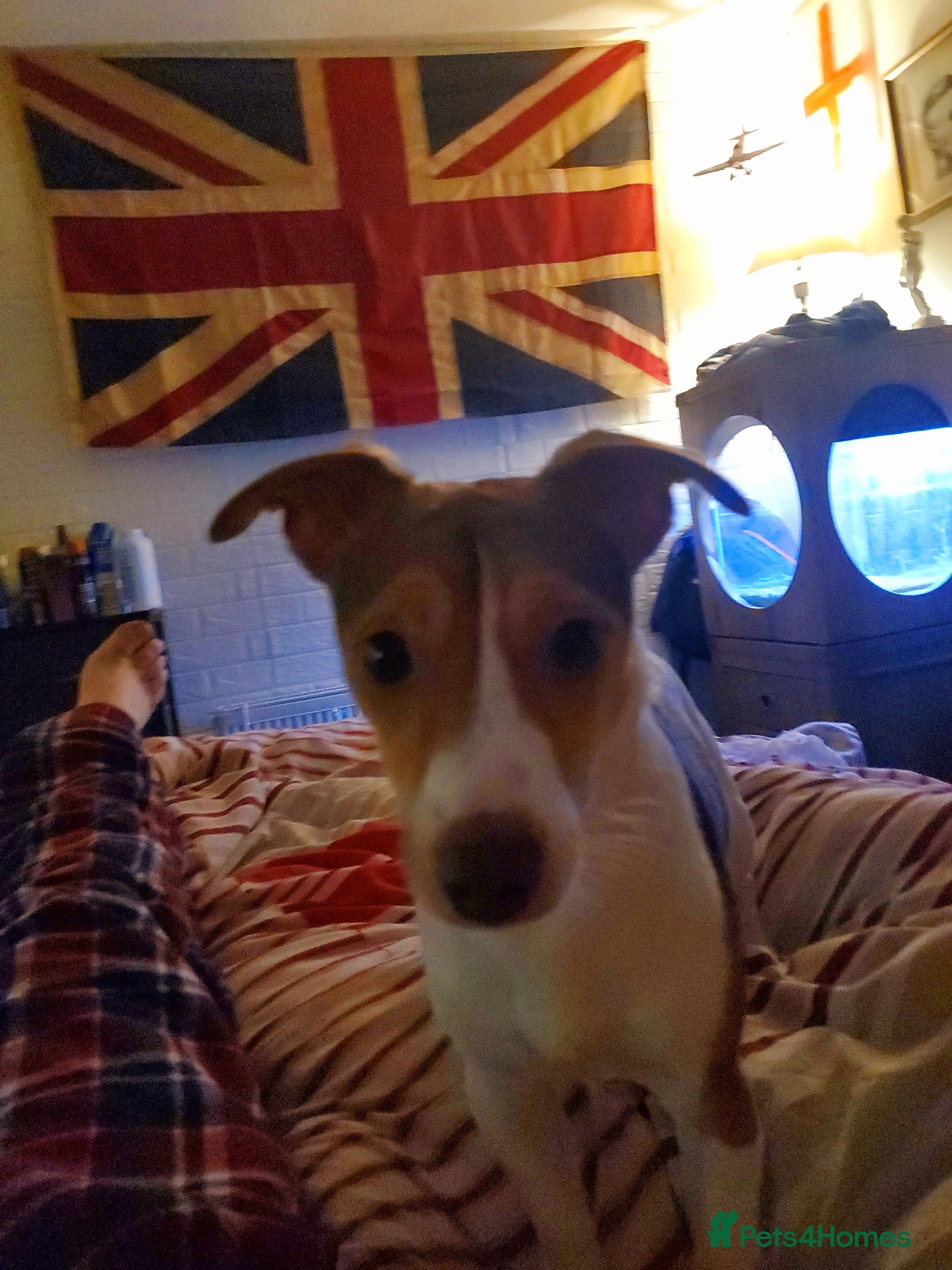 Jack Russell dogs Miniature Jack Russell Terrier  - Advert 2