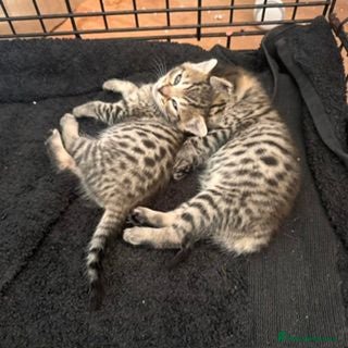 Savannah cats Gorgeous Spotty Savannah Babies - 2 Girls Left  - Advert 8
