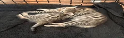 Savannah cats for sale: Gorgeous Spotty Savannah Babies - 2 Girls Left  - Advert 1