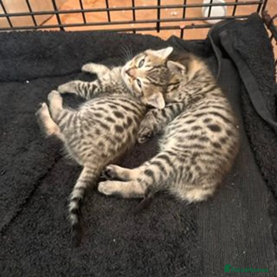 Savannah cats for sale: Gorgeous Spotty Savannah Babies - 2 Girls Left  - Advert 1