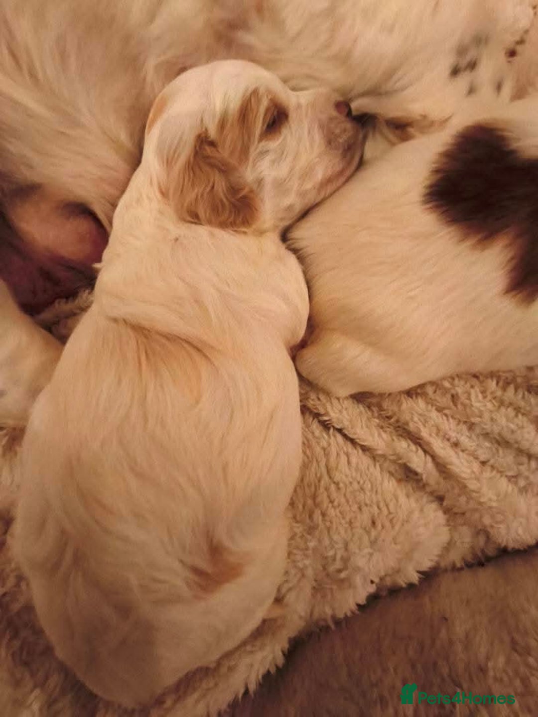 Mixed Breed dogs for sale: 2 Gorgeous male cocker Bassett x Shichon pups  - Image 10