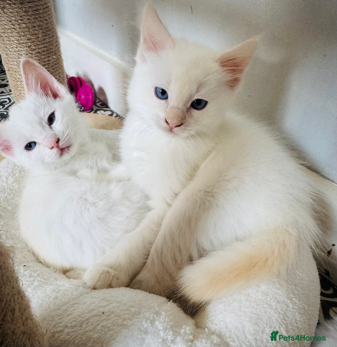 Ragdoll cats for sale: GCCF registered Ragdoll-Red Tabby Boy - Image 10