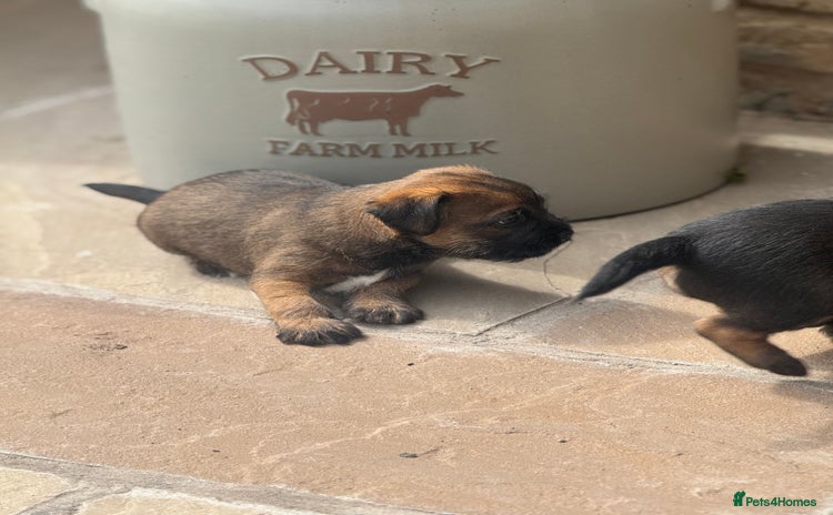 Border Terrier dogs - Advert 1