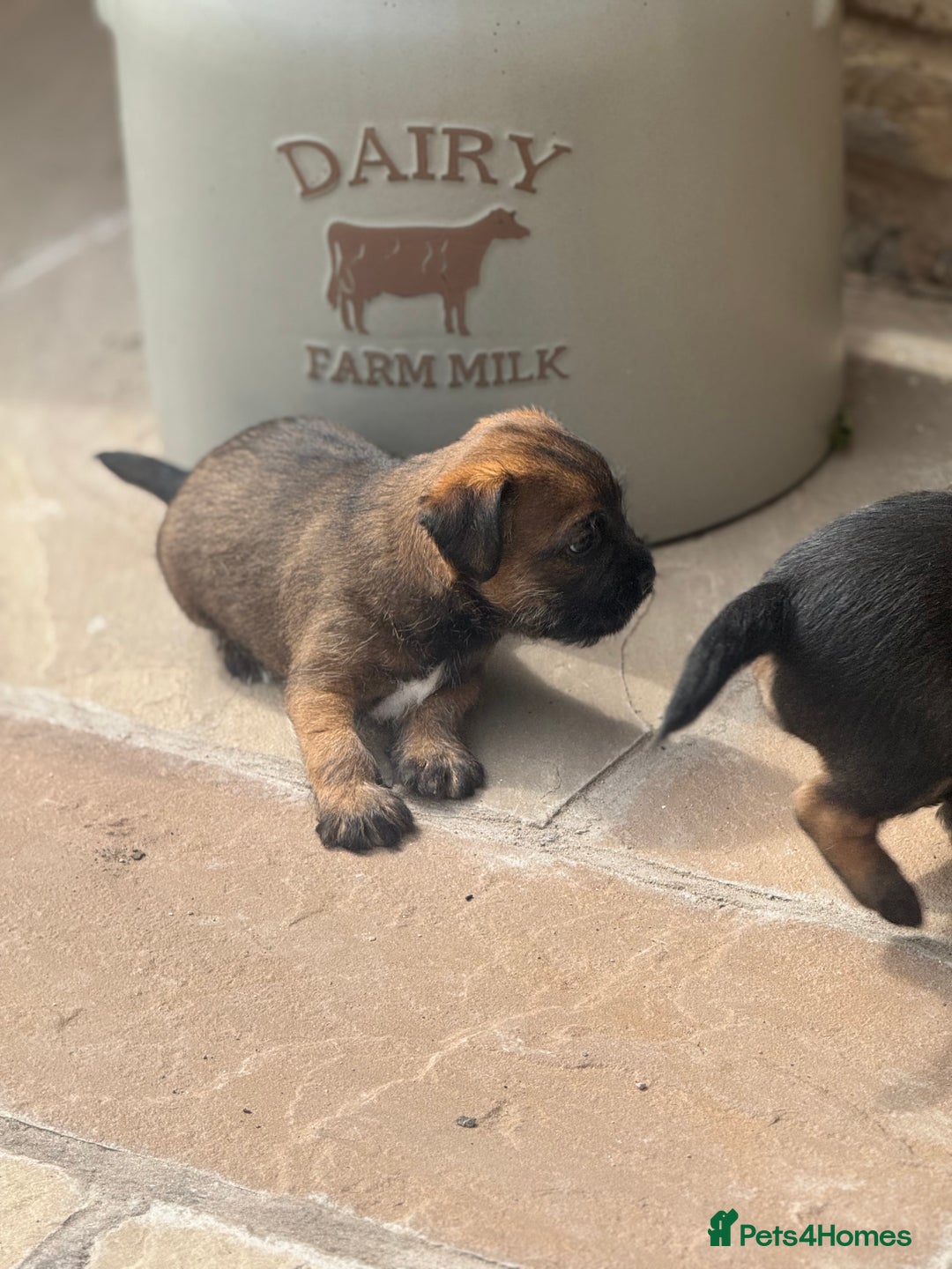 Border Terrier dogs for sale: Quality border terrier pups - Image 1