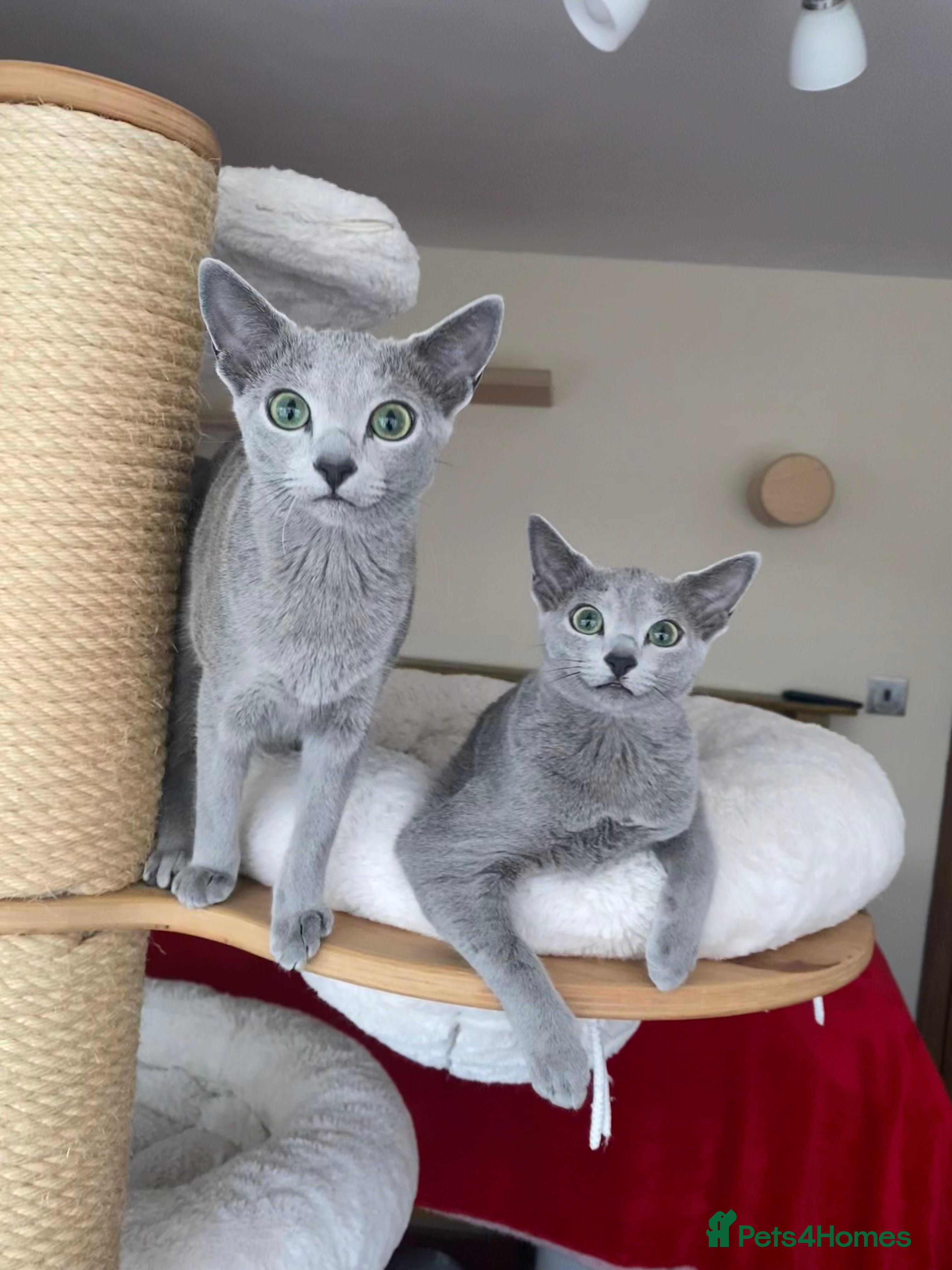 Russian Blue cats Two beautiful Russian Blue princesses available! - Advert 1
