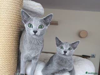 Russian Blue cats Two beautiful Russian Blue princesses available! - Advert 1