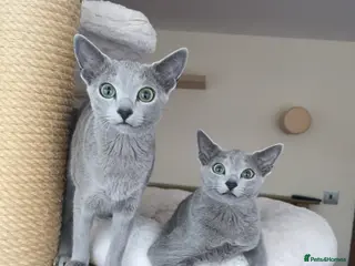 Russian Blue cats Two beautiful Russian Blue princesses available! - Advert 9