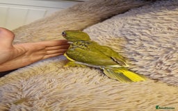 Parakeets birds for sale: Hand Tame kakarikis - Image 5