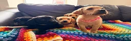 Labrador Retriever dogs for sale: Here come the boys! - Advert 23
