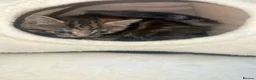 Mixed Breed cats for sale: kittens - Advert 15