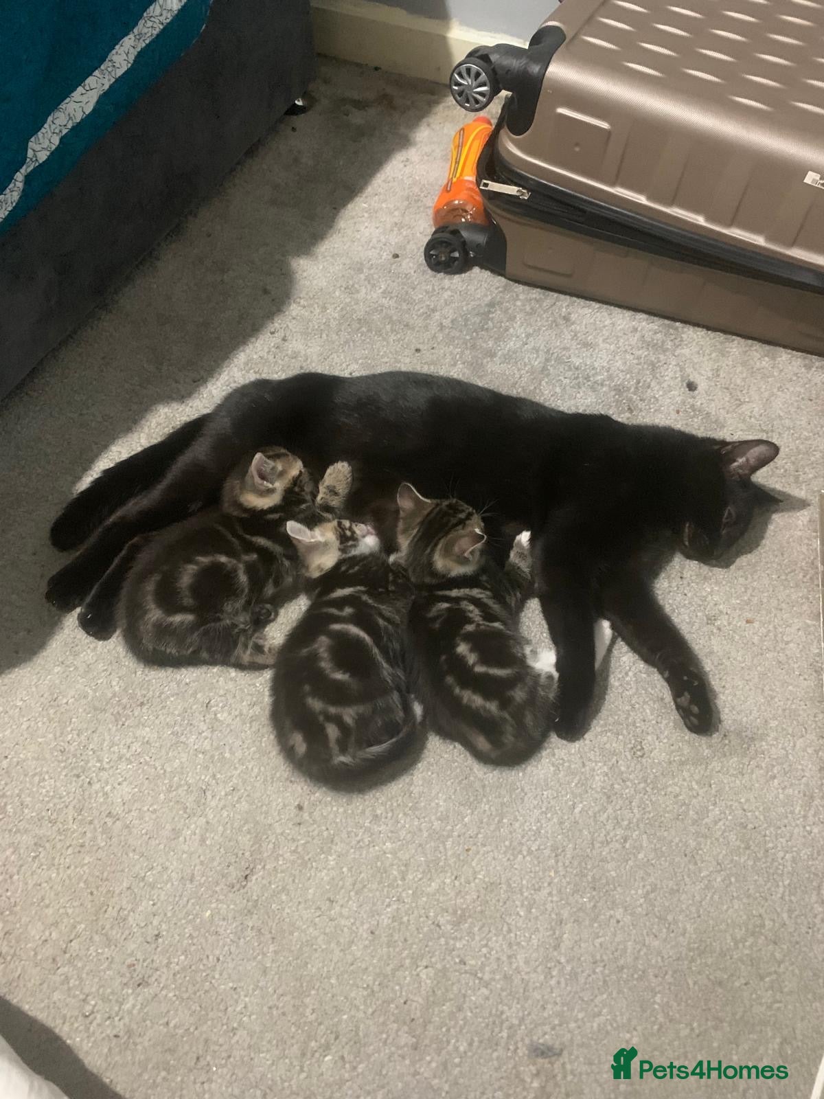Mixed Breed cats Kitten ready to go  - Advert 8